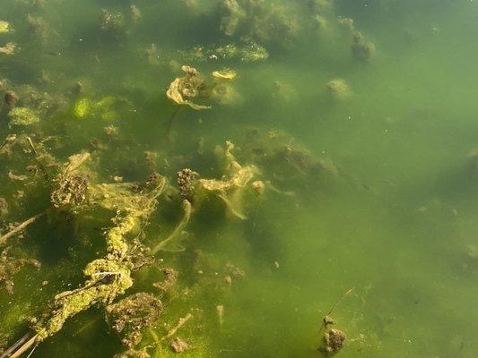 Algae in pond