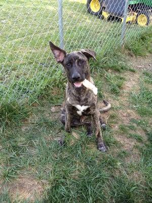 Sam AKA moose, enjoying his acre fenced yard, Sam is our second pup from CMHS, great volunteers , clean, great place to adopt.