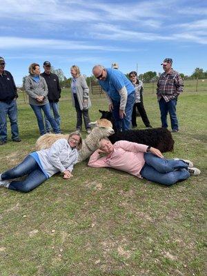 Hanging out with alpacas is relaxing.