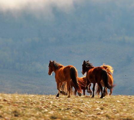 Running Free