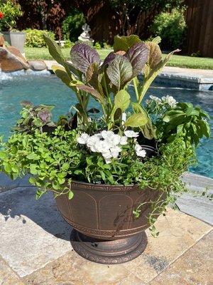 Edible Planter - eat or transplant into your yard for year round enjoyment