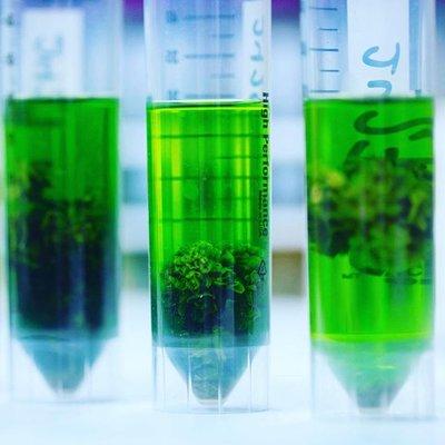 Excelsior Analytical tests cannabis for more than just potency!