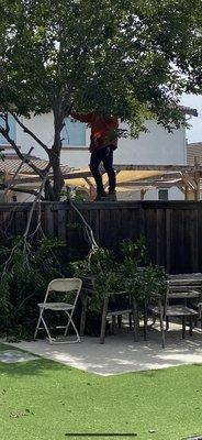 One employee standing on our fence and obviously dropped the branches on our furniture.