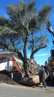 Planting 100 year old Olives