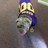 Rufus - The official mascot of Reese Insurance Group