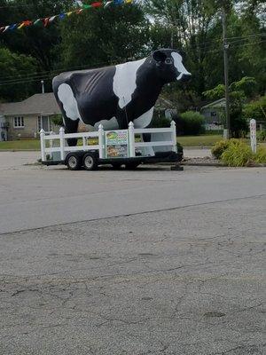 Famous cow