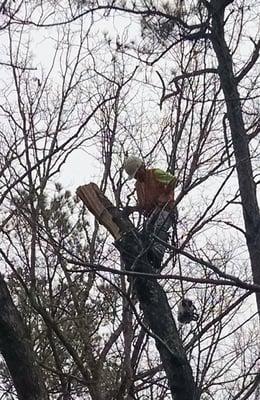 Tree climber pruning tree that was damaged in 2015 ice storm.