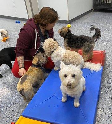 The Westie making direct eye contact.