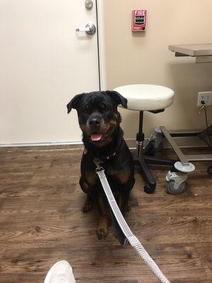 Smiling at the vet! Something I'd never thought I'd see!