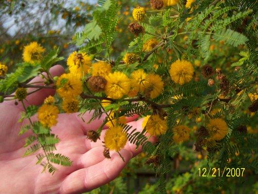 Florida Native Acacia