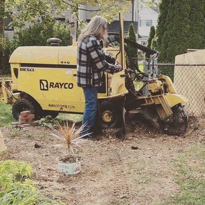 Grinding very large stump out in Saddle Brook