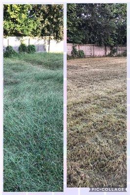 24+ inch grass before... tamed and manageable after!!!