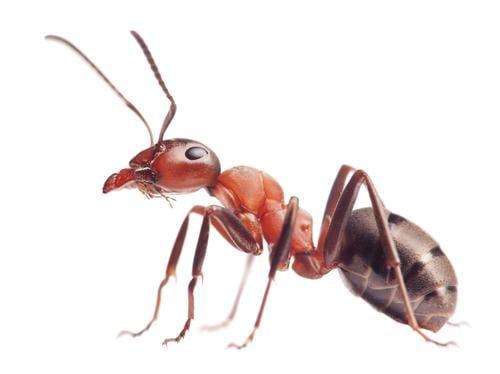 Amazon Termite & Pest Control