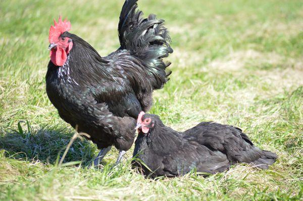 Ideal Poultry Breeding Farms