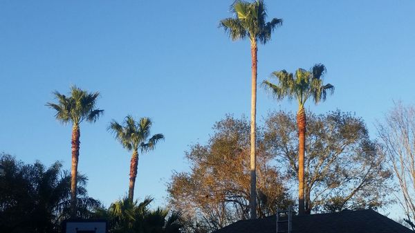 Palm trees we pruned