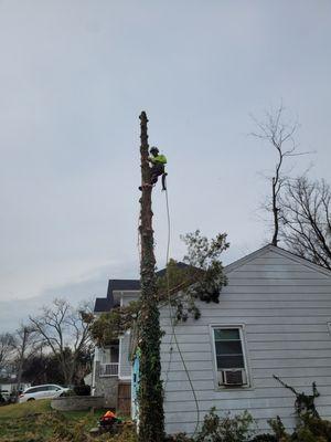 Tree cut