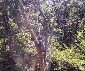 Andy's Tree Service - Greenville