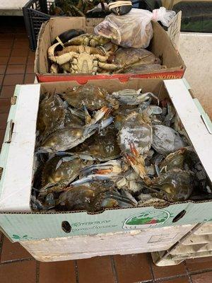 Lucky Seafood Wholesale