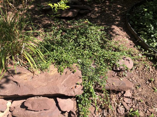 Cotoneaster I planted last year on a rock formation I had created