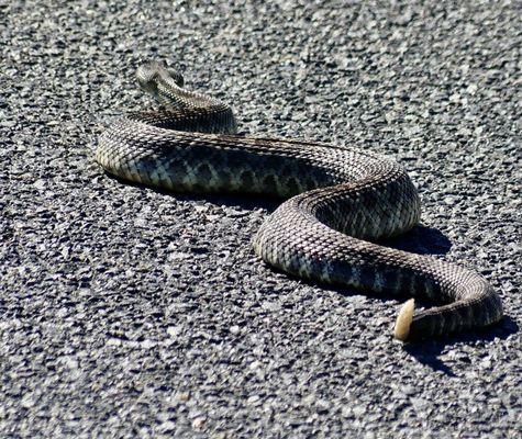 A Rattlesnake on the Trail