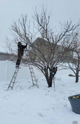 David's Tree Care