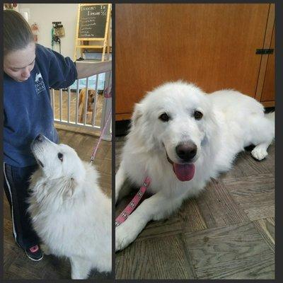 Before and after grooming by Jessi,she was able to spruce her up without cutting her beautiful coat.