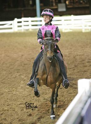 Road Pony Under Saddle