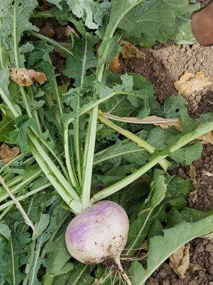 "The beet goes on!"