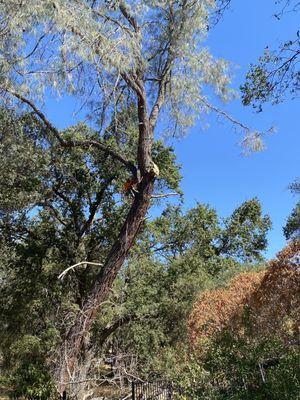 Removing a big pine