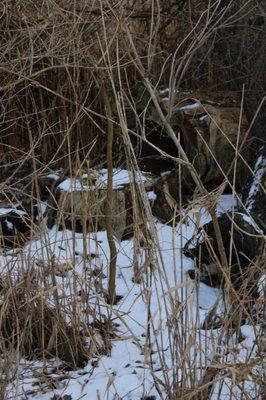 Rock Run Rookery