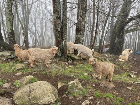 Furry goats!