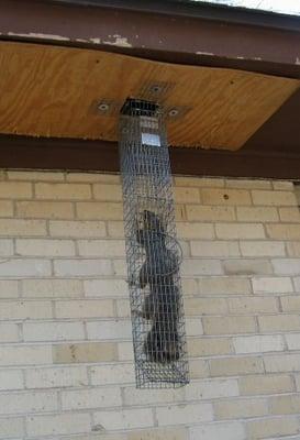 Example of live-trapping squirrels.