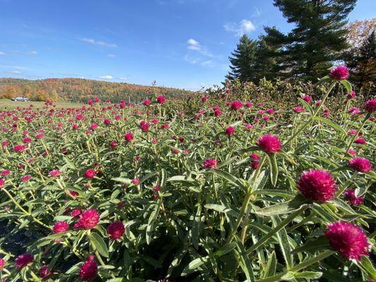 Chandler pond flower garden