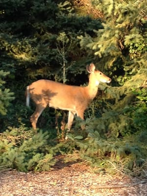 A new friend at the 18th Tee