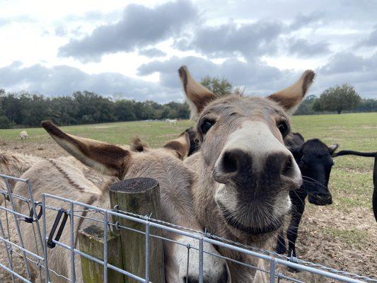 Sweet Donkeys