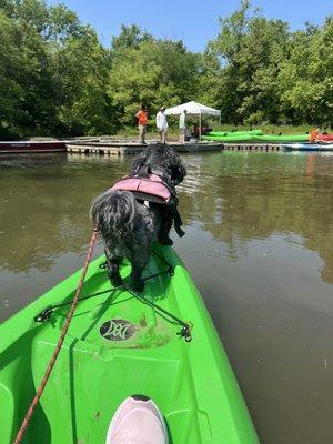 Helpful staff to get you on and off the kayak