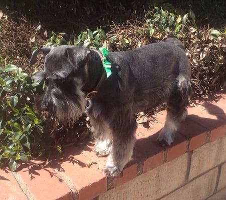 Trixie loves her Mutt Hut cut!