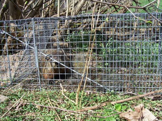 Woodchuck caught and released.