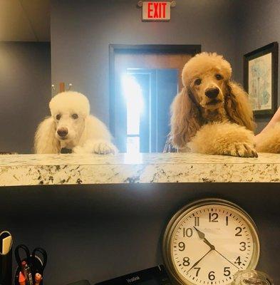 Gracie and Barchen patiently waiting their turn. Dogs are always welcomed clients!