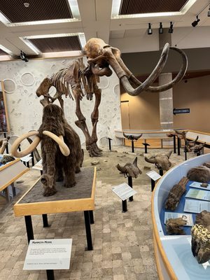 A wooly mammoth exhibit!