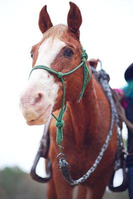 Straw is a handsome young horse. Come visit Sanford's Ranch, he is great for beginner riders