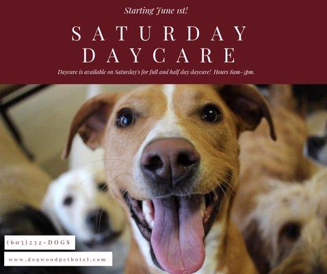 Saturday daycare is offered during our summer months!