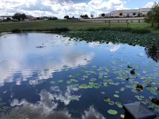 Man-made marsh land with turtles and ducks