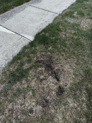 Lawn damage