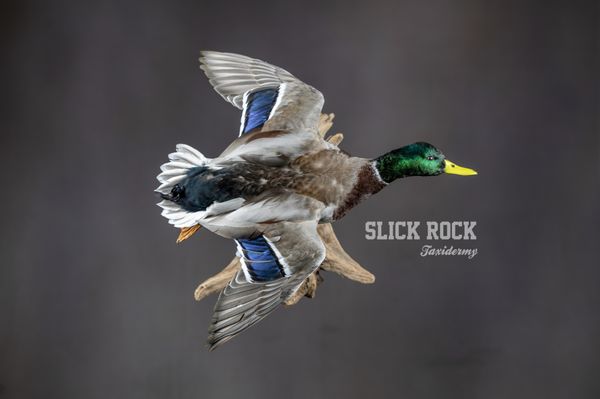 Mallard drake