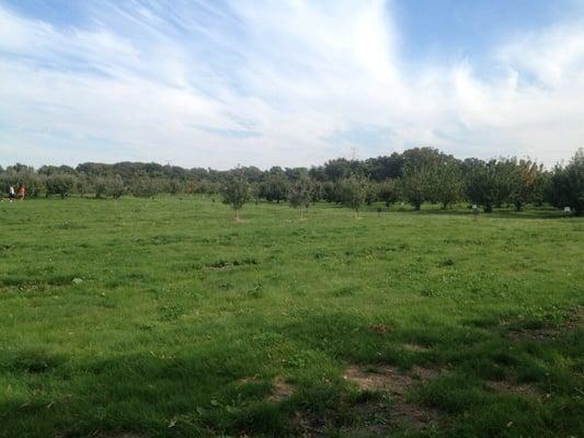 Looking out at the apple trees from the raspberry bushes