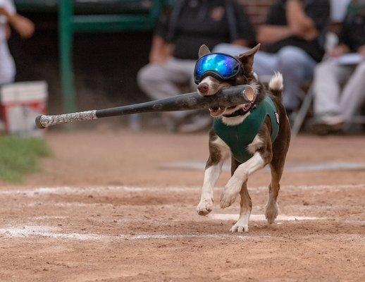 We are the proud owner and trainer of Colt the Bat Dog. Colt is the official Bat Dog of the Madison Mallards.