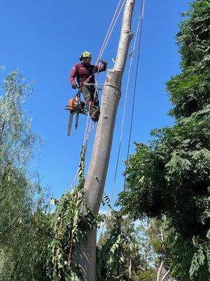 Tree removal