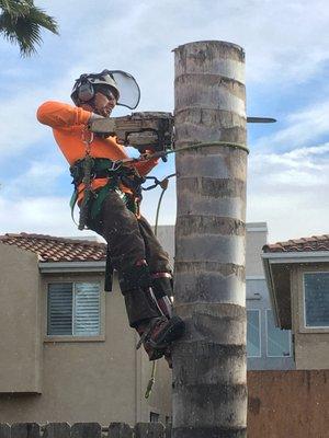 Safety first! Here's one of best climbers removing a queen palm.