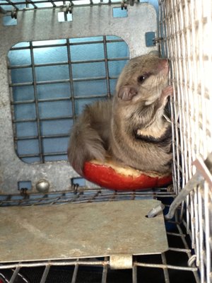 flying squirrel caught by hand in a bathroom